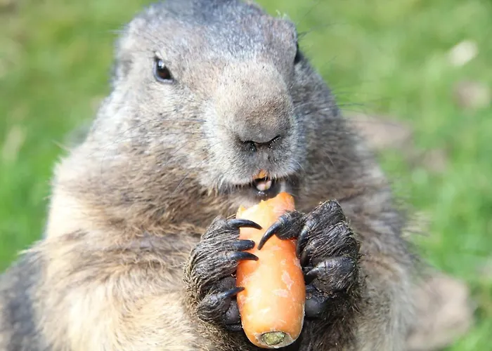 Gaestehaus Herrmann Gasthuis